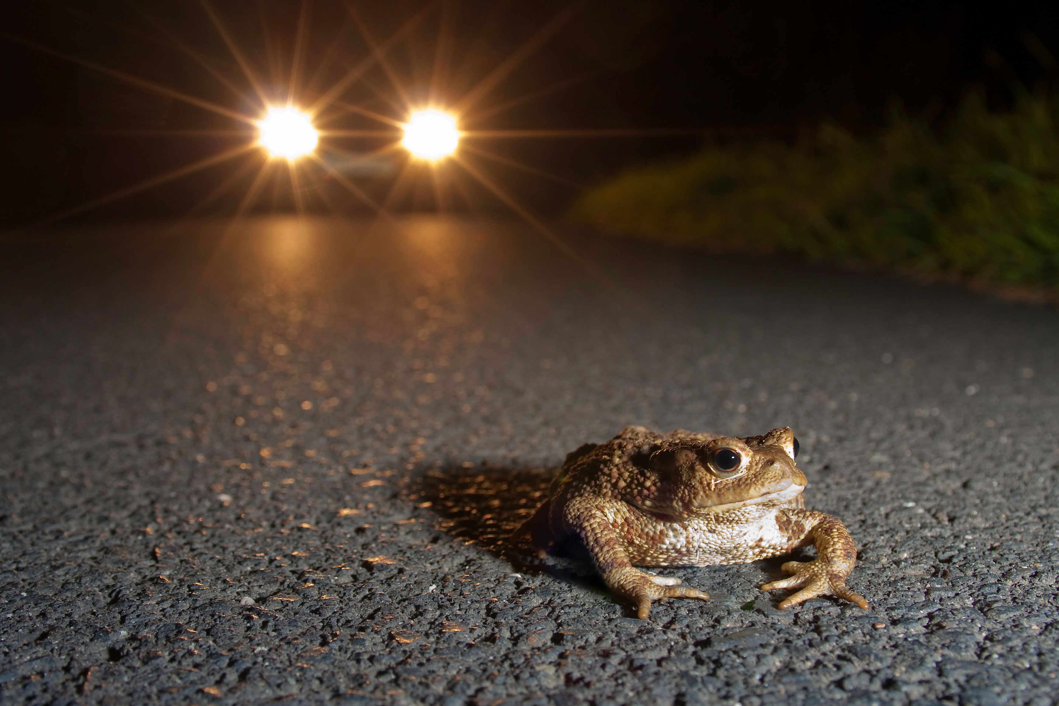 kroete_auto_JFieber
