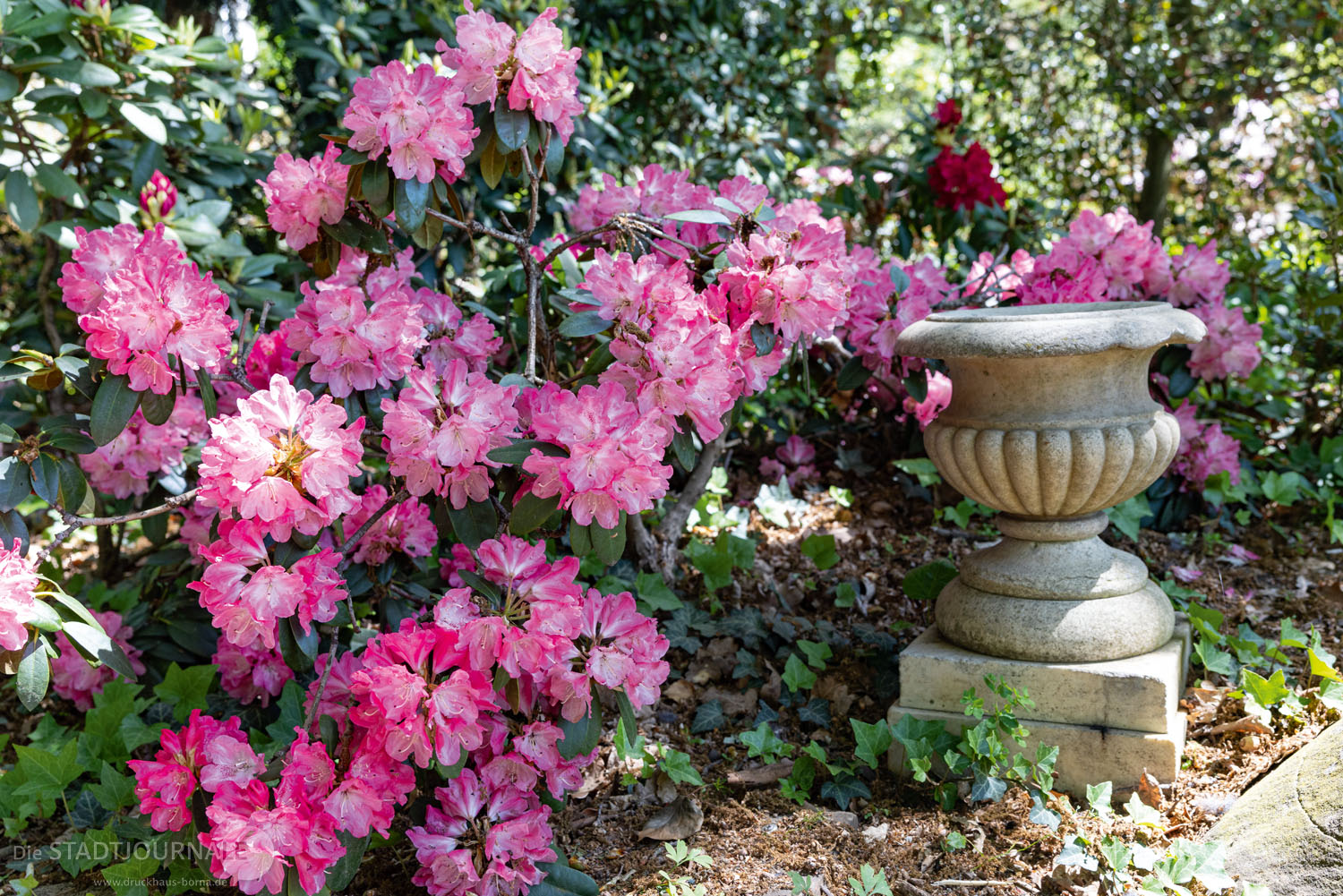 rhododendron pinienrinde Rhododendron INKARHO 'Happydendron' kaufen