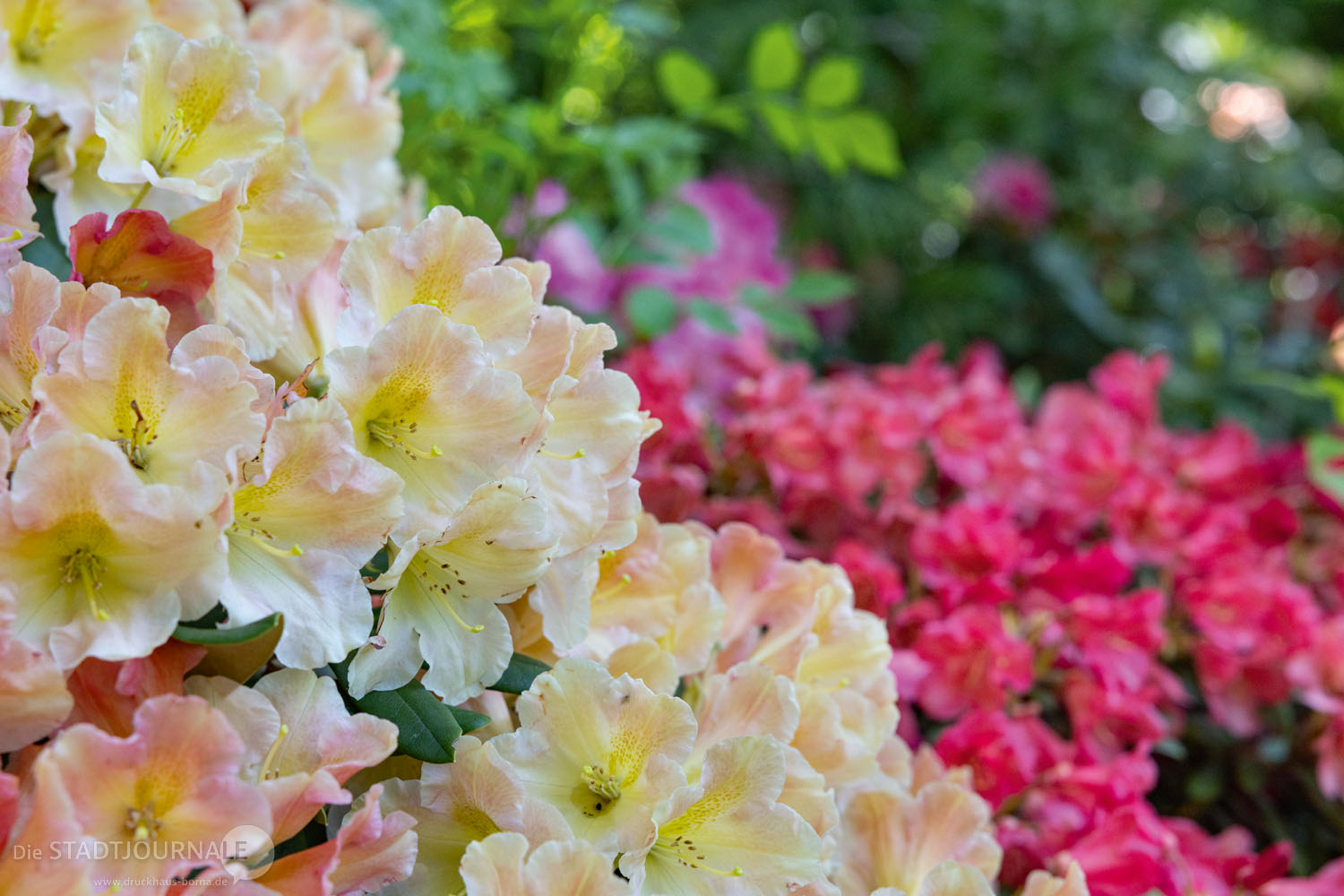Bilderbogen: Rhododendrontage | DRUCKHAUS BORNA - beinDRUCKENd anders